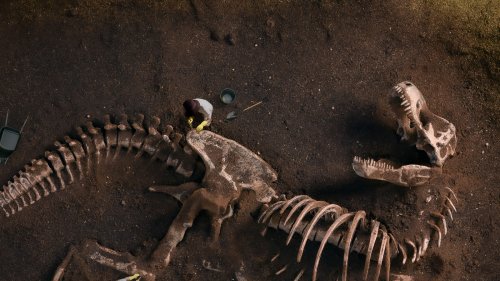 Researchers Discover Fossil of 'Bear Dog' Species That Roamed France 12 Million Years Ago