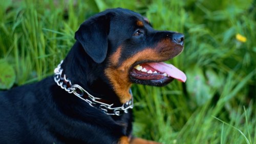 Hund in Braunschweig: Stachelhalsbänder wegen Tierschutz verboten