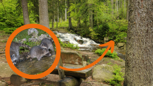 Harz: Tiere werden zur Touristen-Attraktion – nicht jeden freut das