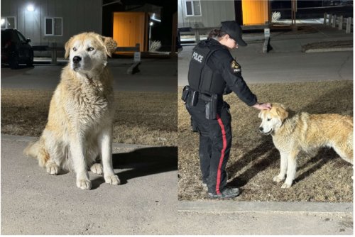 Heroic Rescue: Police Save Dog from Icy Waters in Opaskwayak Cree Nation