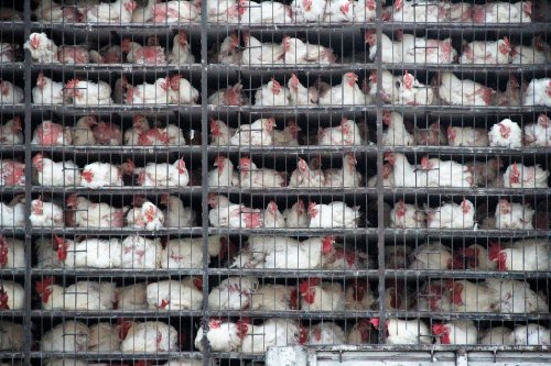 Documentary on corruption and European industrial meat industry to be screened in Malta