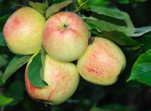 Why hasn’t my apple tree produced many fruits?