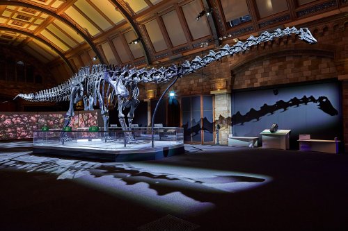 Dippy the Dinosaur returns to the Natural History Museum