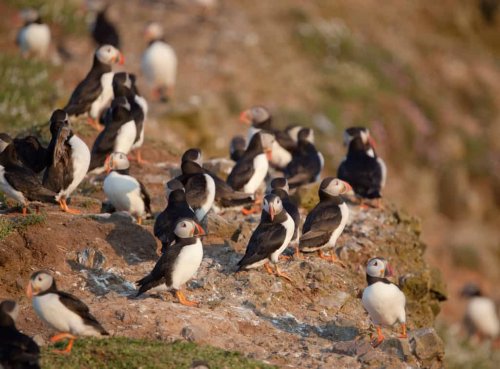 Celebrate spring days with these brilliant birding breaks in the UK
