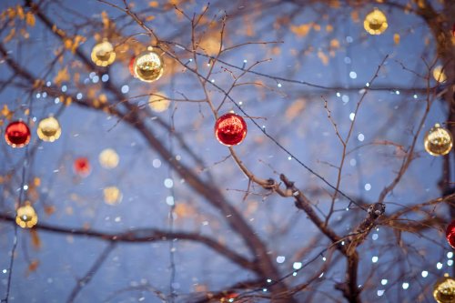 give-your-garden-festive-sparkle-by-lighting-it-up-in-winter-flipboard