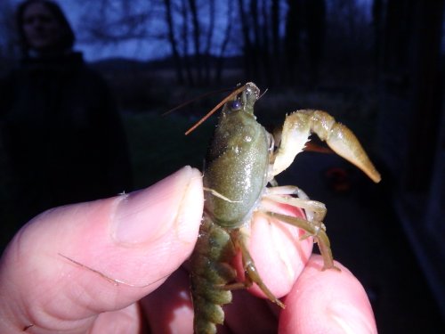 Rare white-clawed crayfish rediscovered in nature reserve after three decades
