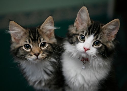 Researchers identify five types of cat owner - which one are you?