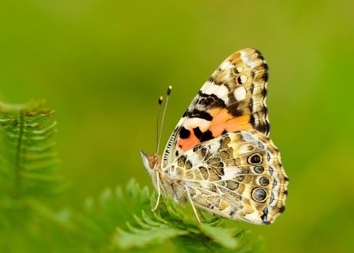 What are the biggest threats to butterflies and how can gardeners help?