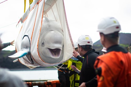 Two beluga whales move step closer to open water home