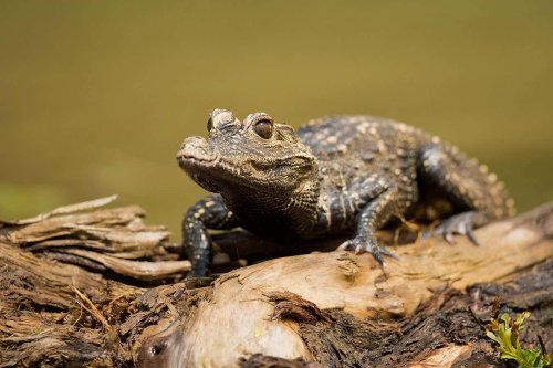 We’ve just realised that a tiny West African crocodile can moo
