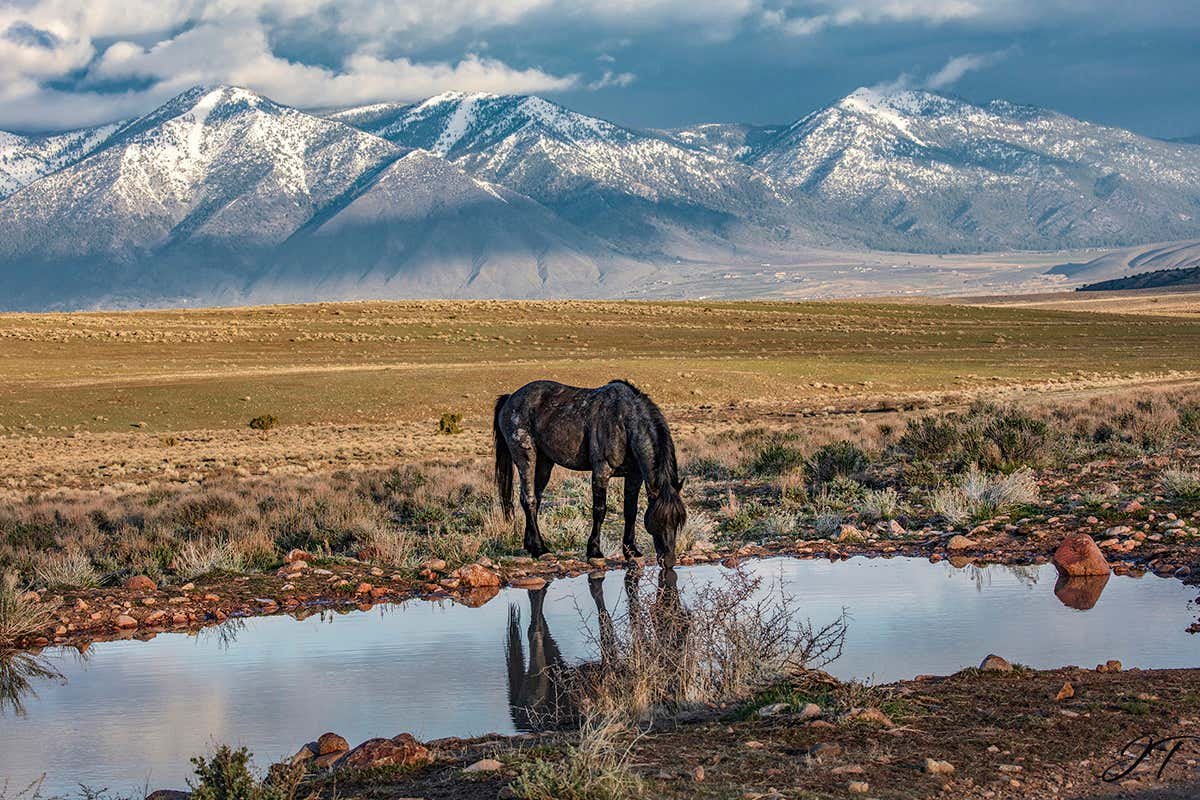 Ranchers fight US government to corral the last wild horses of Nevada