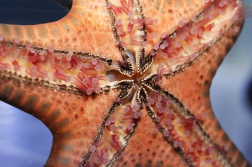 Starfish have hundreds of feet but no brain – here's how they move