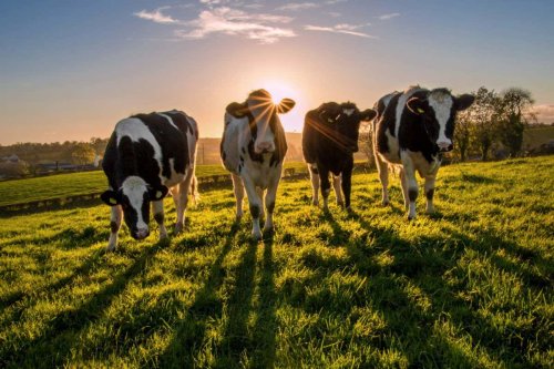Smart dairy farms are using AI scanners to monitor cows' health