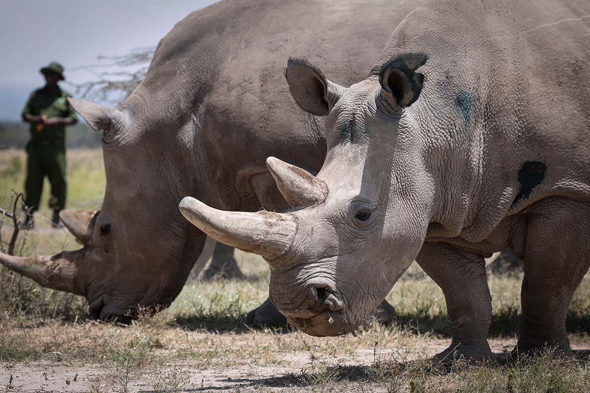 Embryos from the last two northern white rhinos set to be implanted