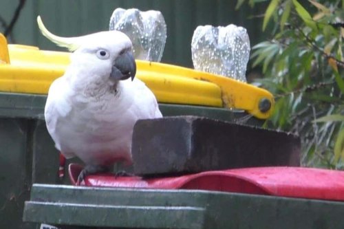Sydney residents in cultural evolution war with bin-raiding cockatoos