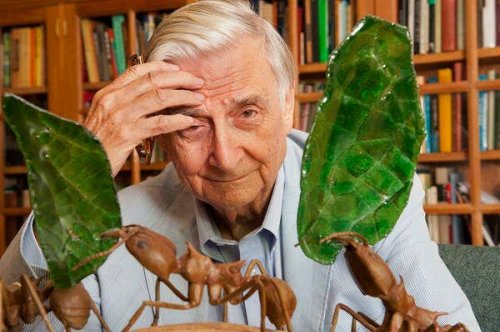 E. O. Wilson: Extraordinary scholar who warned of biodiversity crisis