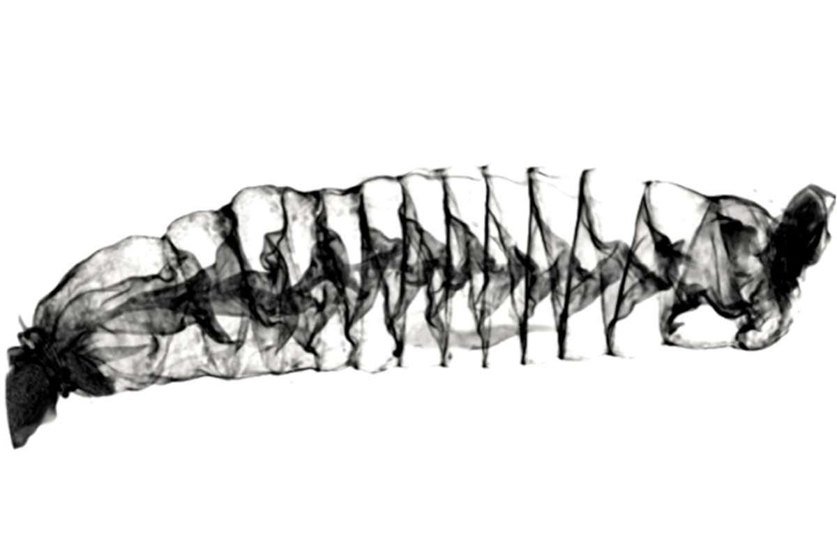 Sharks' spiral-shaped intestines resemble a Nikola Tesla invention - cover