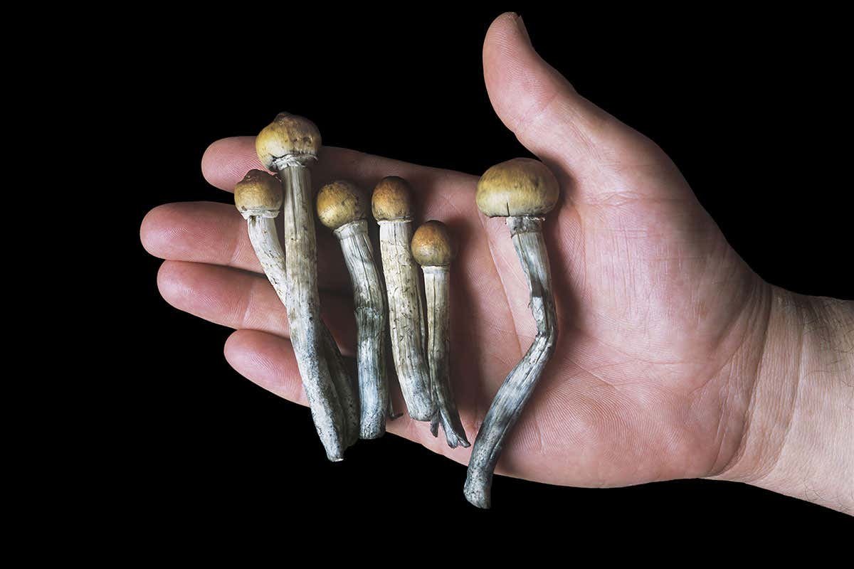 Magic mushroom extract changes brains of people with depression