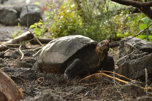 Galapagos tortoise thought extinct for 100 years has been found alive