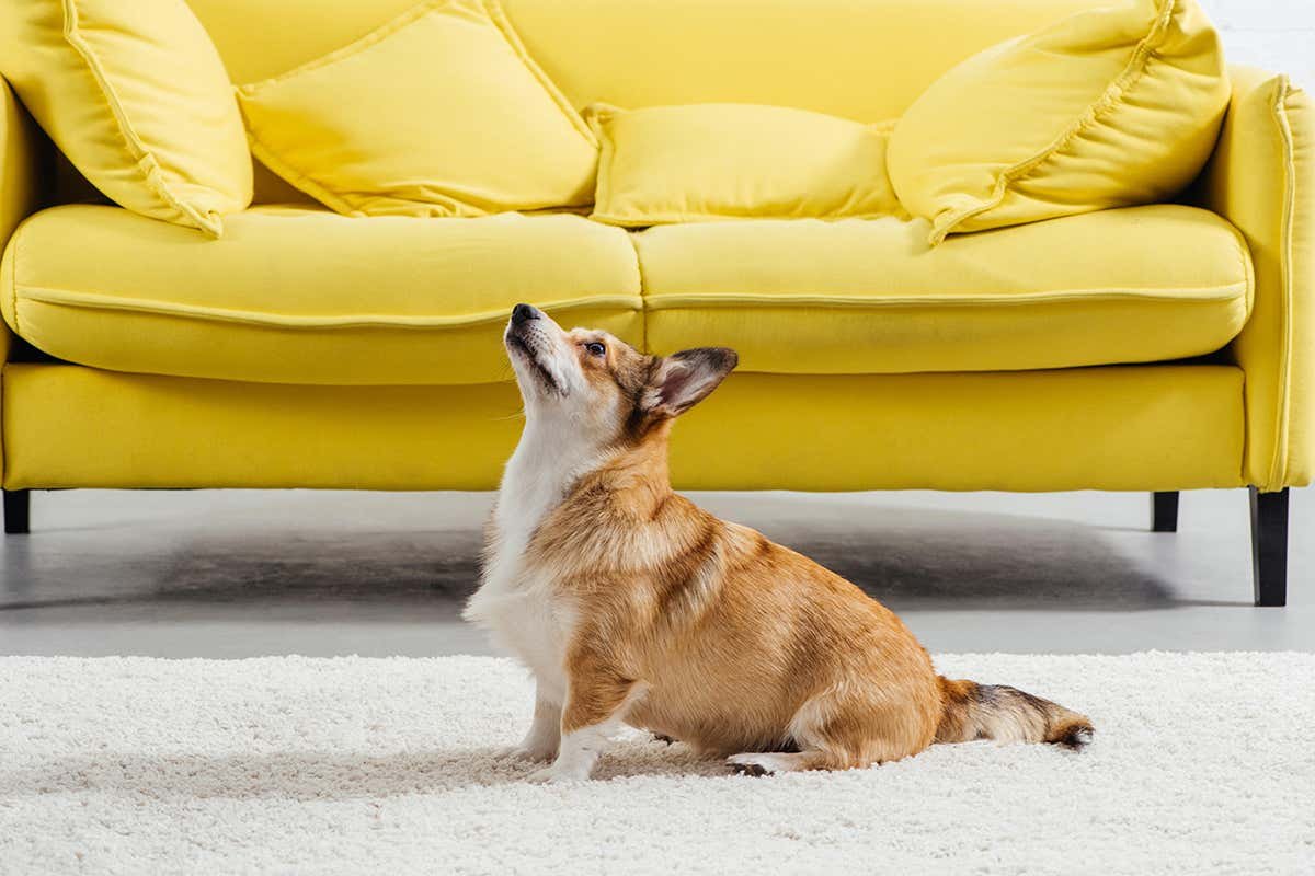 Artificial intelligence could train your dog how to sit