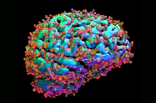 Why the brain's microbiome could hold the key to curing Alzheimer's