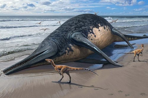 Ancient marine reptile found on UK beach may be the largest ever