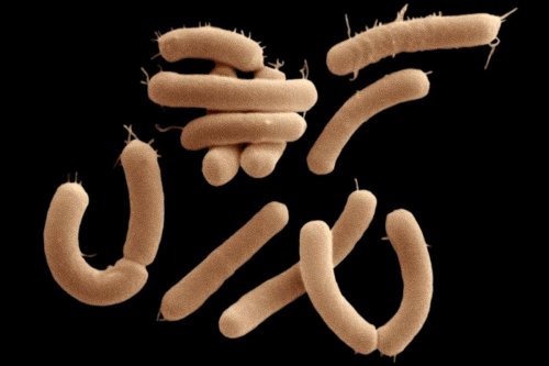 Gut bacteria spotted eating brain chemicals for the first time