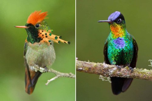 Hummingbirds may be the world’s most colourful birds