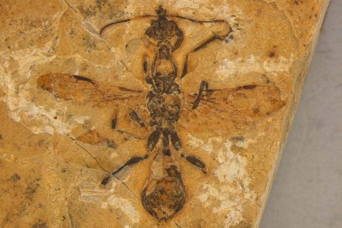 Oldest ant fossil ever found shows how ants took over the world