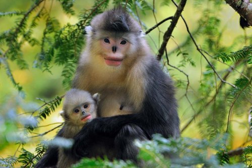 Monkeys choose babysitters based on who has more parenting experience