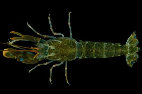 Snapping shrimps have helmets to ward off shock waves from their claws