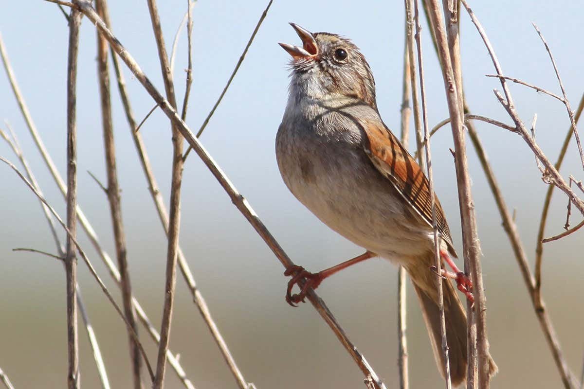 The New York bird with a song that may be a thousand years old