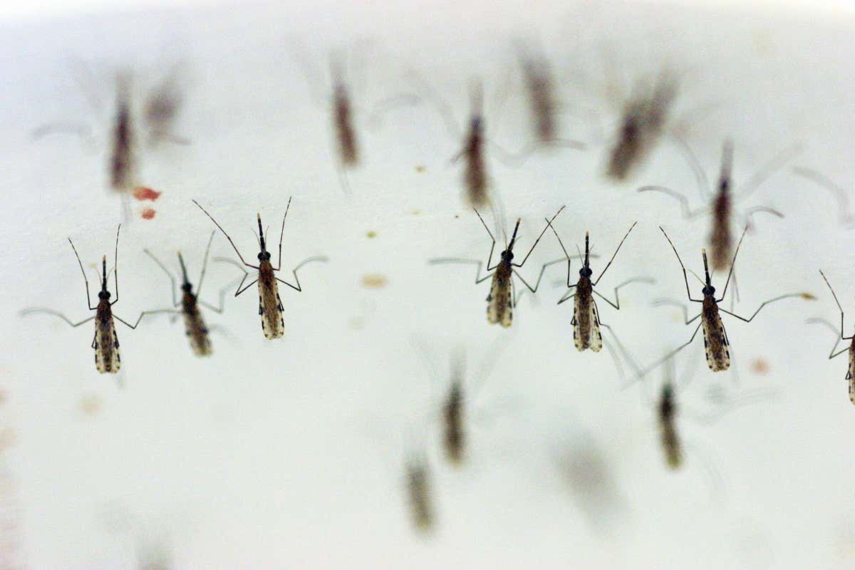 Evolution-defying DNA makes mosquitoes infertile by changing their sex