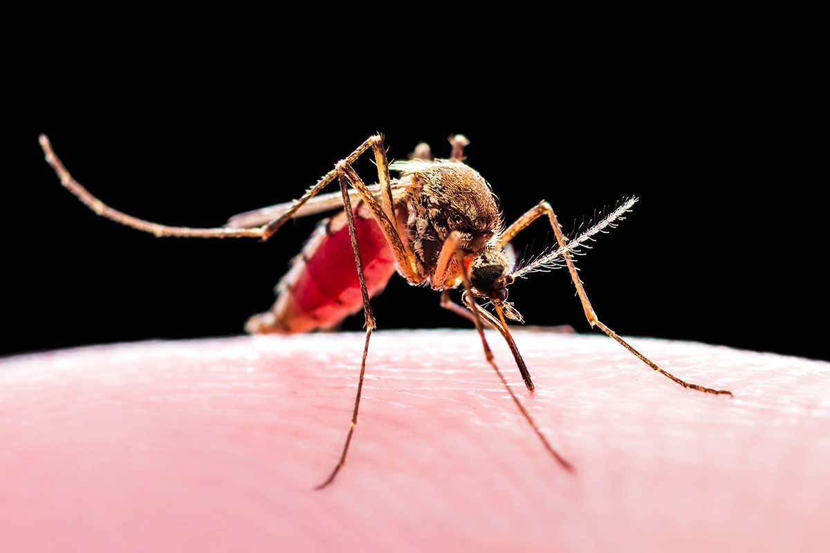 Mosquitoes carry more malaria parasites depending on when they bite