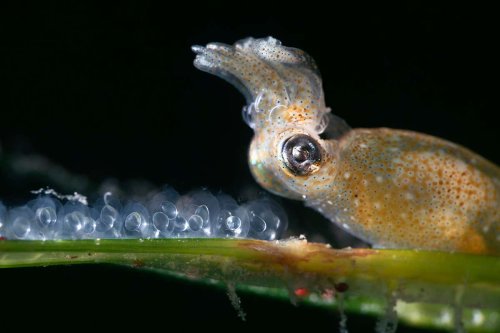 World's smallest cephalopod gets set to fertilise her own eggs