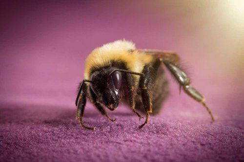 Sleeping bumblebees can survive underwater for a week