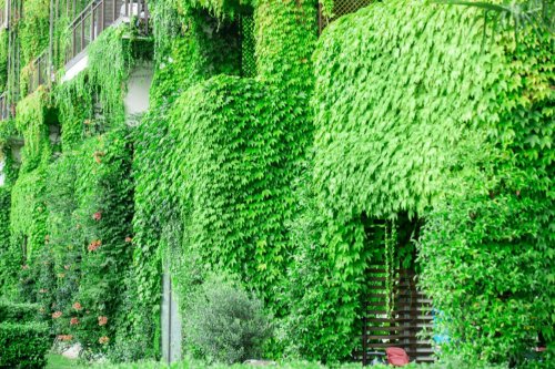 Why ivy growing on your walls may actually be beneficial