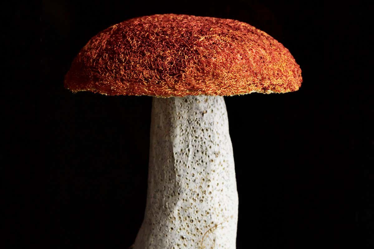 Fungi's fabulous future in mental health and sustainable materials