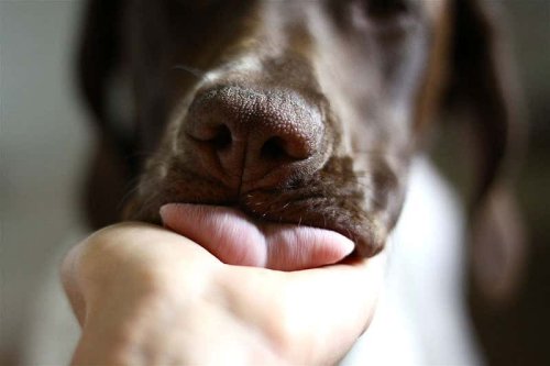 Why Does Your Dog Lick Your Hands? 