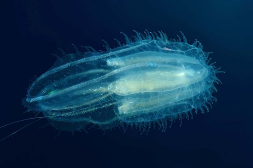 Jelly vs sponge: Which are the oldest animals? New Scientist Daily - 9 Nov 20