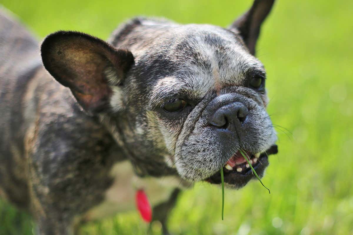 Why do dogs eat grass?