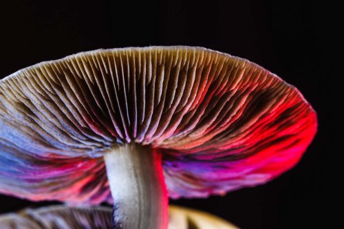 Psychedelic drugs may reopen critical learning periods in the brain