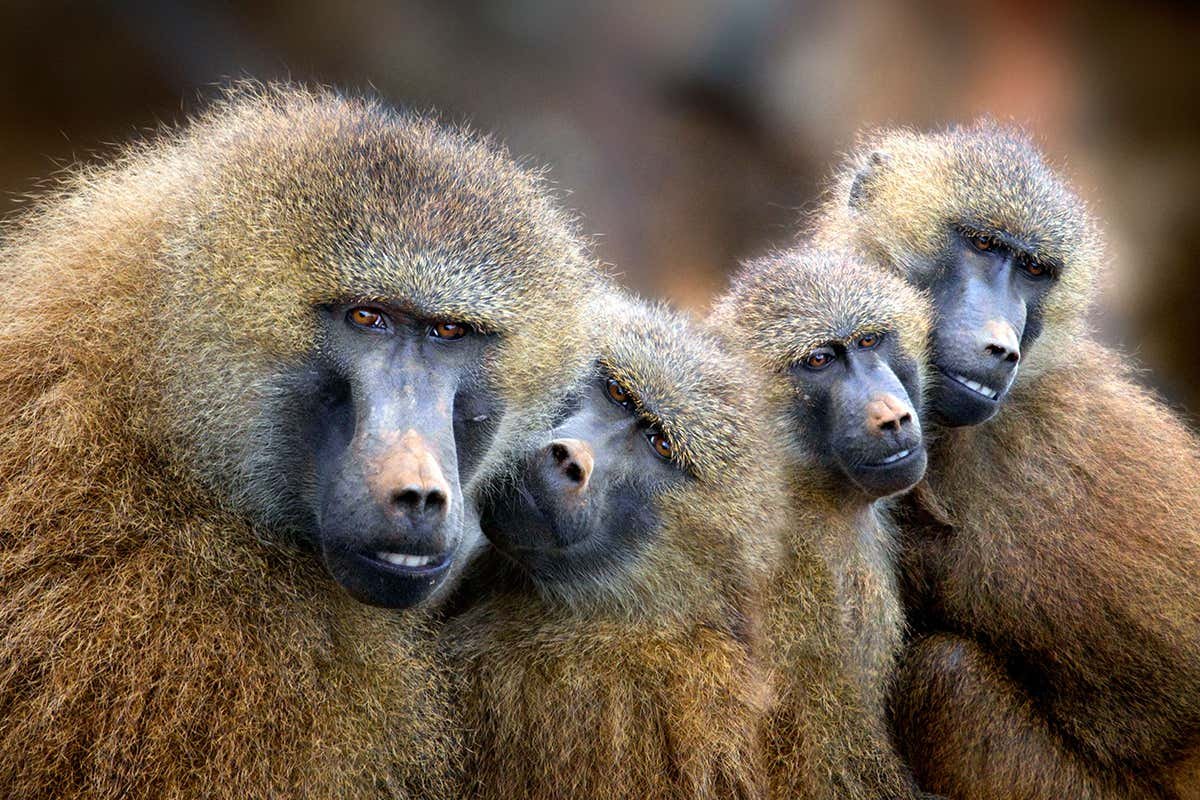 Baboons that live together in tight-knit groups have similar ‘accents’