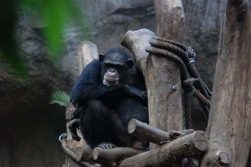 Chimpanzees hunt for fruit in video game to test navigation skills