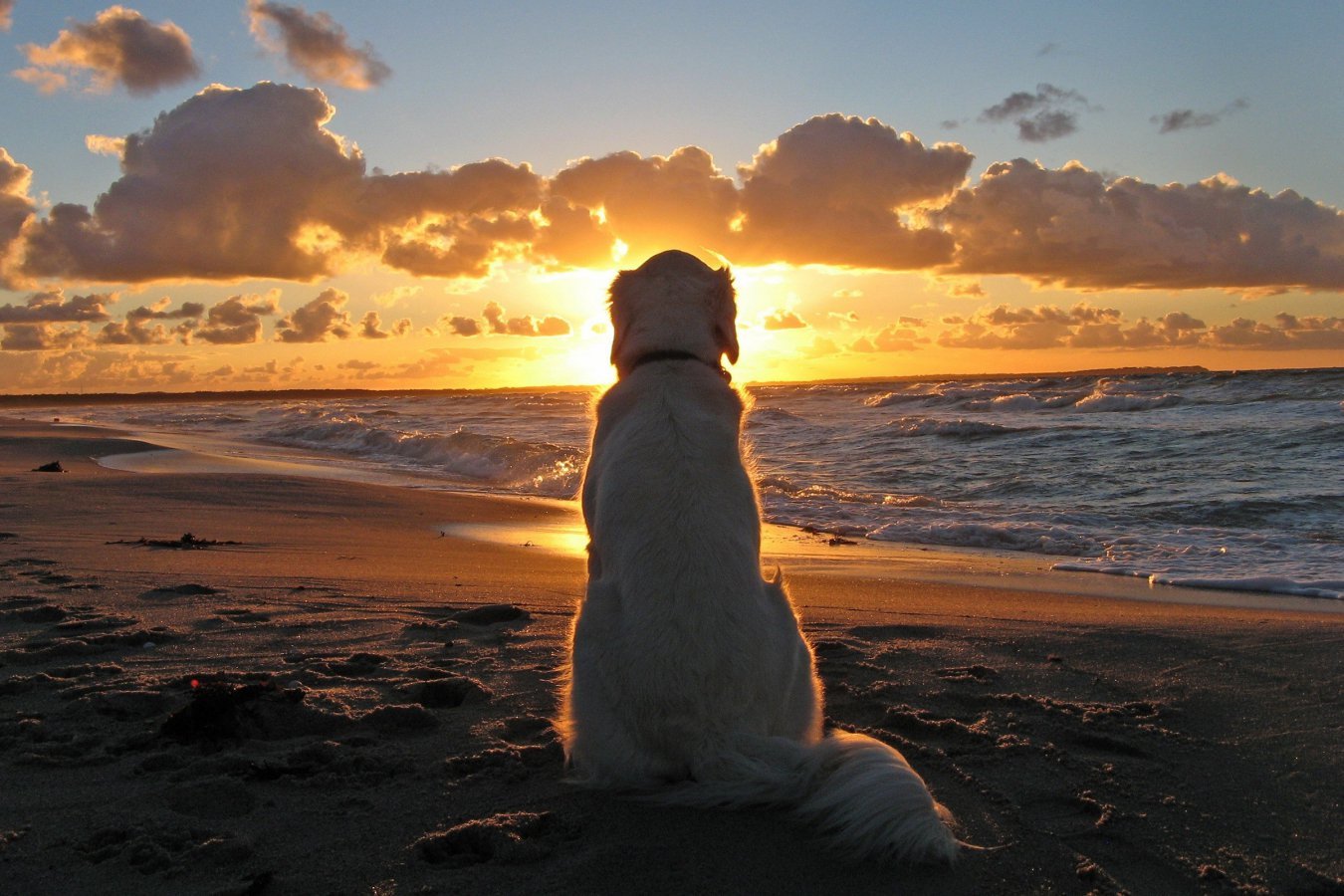 Why do humans have a common sense of beauty for things like sunsets and do other animals share this appreciation?