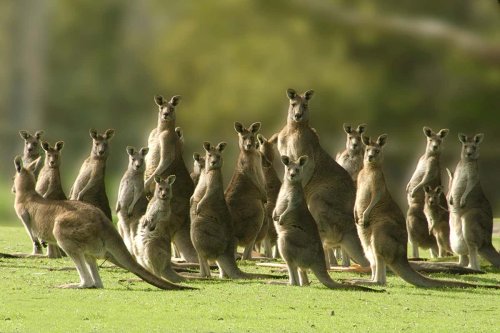 Kangaroos can learn to ask for help from humans just like dogs do