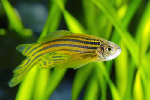 Zebrafish produce sunscreen to protect their embryos from UV light