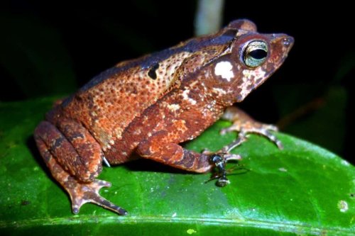 New-to-science toad species discovered on university campus in Peru