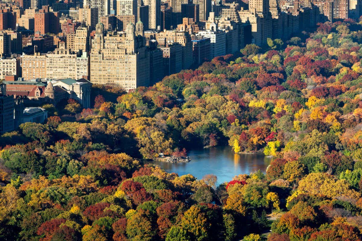 Global warming could kill many of the tree species that cool cities