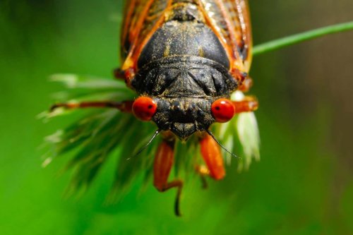 A cicada double brood is coming – it's less rare than you think
